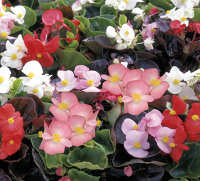 Begonia. Devils Delight Mixed 100 pelleted seeds
