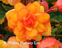 Begonia. Supercascade Apricot Shades 20 pelleted seeds