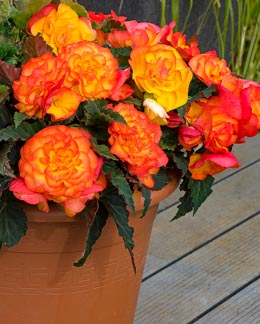 Begonia. NonStop Fire 30 Pelleted seeds