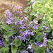 Campanula. Poscharskyana 100 seeds
