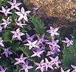Campanula. Garganica 50 seeds