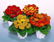 Calceolaria. Dainty Mixed 25 seeds