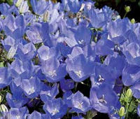 Campanula. Rapido Blue 50 pellets
