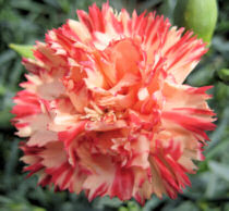 Carnation. Orange Sherbet 50 seeds