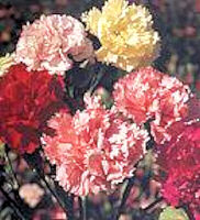 Carnation. Chabaud Mixed 160 seeds