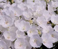 Campanula. Rapido White 50 Pellets