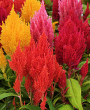 Celosia. First Flame Mixed 30 pelleted seeds