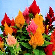 Celosia. Kimono Mixed 50 seeds