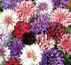 Cornflower. Polka Dot mix 300 seeds