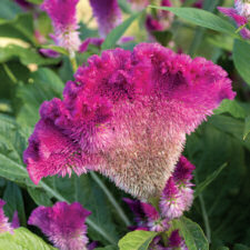 Celosia. Fandance Purple 20 seeds