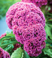 Celosia. King Coral 20 seeds