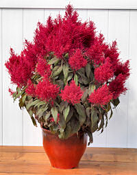 Celosia. Dragons Breath 10 seeds
