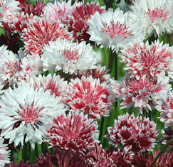 Cornflower. Classic Romantic 300 seeds