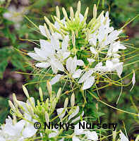Cleome. Helen Campbell 100 seeds