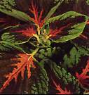 Coleus. Kong Scarlet 10 seeds
