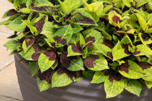 Coleus. Pineapple Surprise 10 Pellets