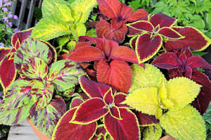 Coleus. Wizard Merlin Mixed 40 pellets