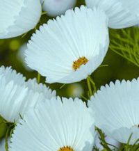 Cosmos. Cupcakes White 30 seeds