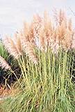 Pampas Grass. Pink Feather 100 seeds