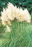 Pampas Grass. White Feather 100 seeds