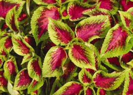 Coleus. Watermelon 10 Pelleted seeds