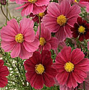 Cosmos. Antiquity 40 seeds