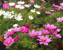 Cosmos. Sonata Mixed 25 seeds