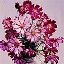 Cosmos. Candystripe 50 seeds