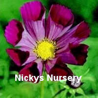Cosmos. Pied Piper Red 50 seeds