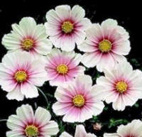Cosmos. Daydream 50 seeds