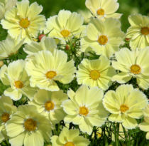 Cosmos. Xanthos 30 seeds