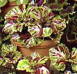 Coleus. Kong Mosaic 10 seeds