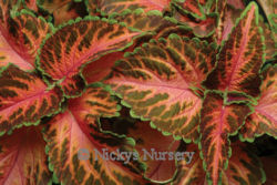 Coleus. Wizard Coral Sunrise 40 seeds
