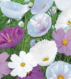Cosmos. Cupcakes and Saucers 30 seeds