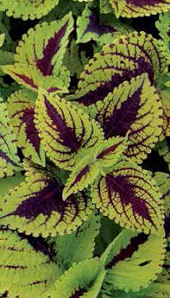 Coleus. Kong Lime Sprite 10 pellets