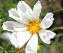 Cosmos. Hummingbird White 20 seeds