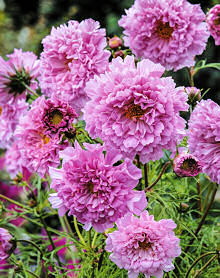 Cosmos. Double Click Rose Bonbon 30 seeds
