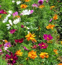 Cosmos. Feng Shui 100 seeds