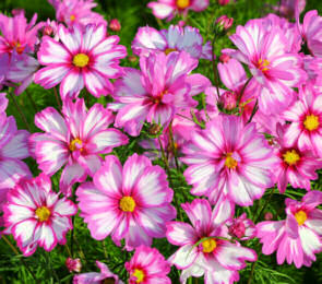Cosmos. Capriola 30 seeds