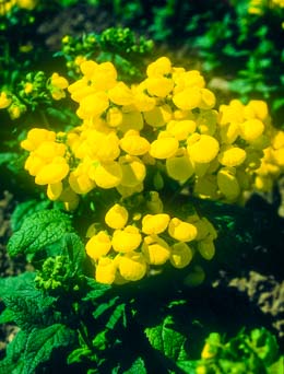 Calceolaria. Sunshine 30 seeds