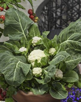 Cauliflower Multi-Head 10 seeds