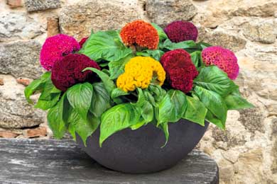 Celosia. Brainiac mix 20 seeds