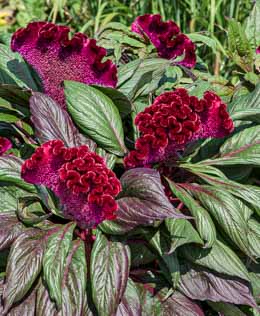 Celosia. Dracula 10 pellets
