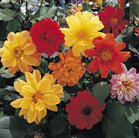 Dahlia. Diablo Mixed 30 seeds