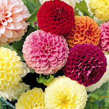 Dahlia. Pompon 40 seeds