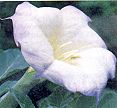 Datura. Inoxia 10 seeds