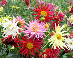 Dahlia. Cactus Flowered Mixed 40 seeds