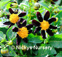 Dahlia Black Beauty 20 seeds