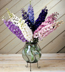 Delphinium. Magic Fountain Mixed 50 seeds