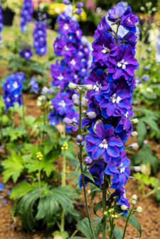 Delphinium. Guardian Blue 10 seeds